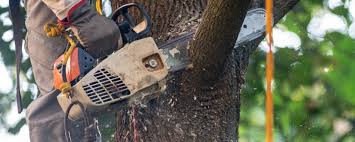 Best Tree Cabling and Bracing  in Pikeville, KY