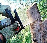 Best Tree Risk Assessment  in Pikeville, KY