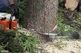 Best Tree Maintenance Programs  in Pikeville, KY