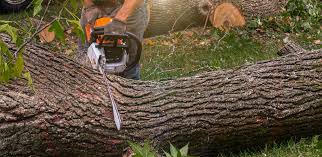 Professional Tree Services in Pikeville, KY