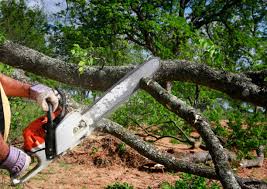 Best Firewood Processing and Delivery  in Pikeville, KY