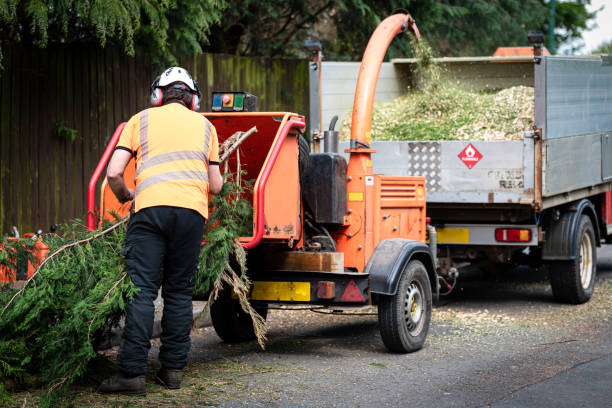Best Tree Disease Treatment  in Pikeville, KY
