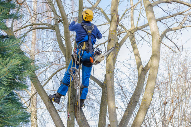 Best Pest Control for Lawns  in Pikeville, KY