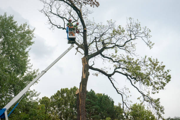 Best Tree Removal  in Pikeville, KY