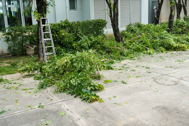 Best Storm Damage Tree Cleanup  in Pikeville, KY