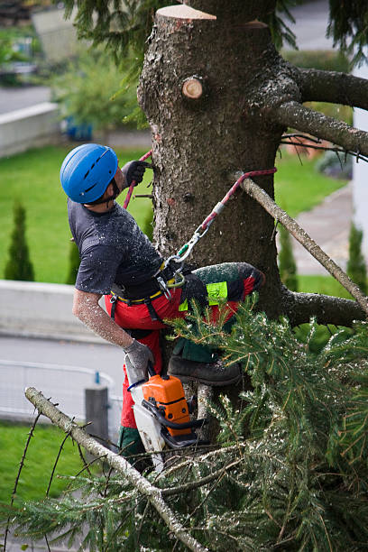Best Lawn Mowing  in Pikeville, KY