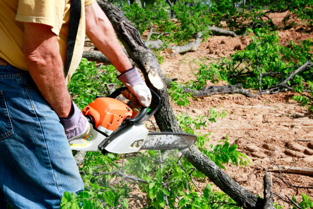 Best Organic Lawn Care Solutions  in Pikeville, KY